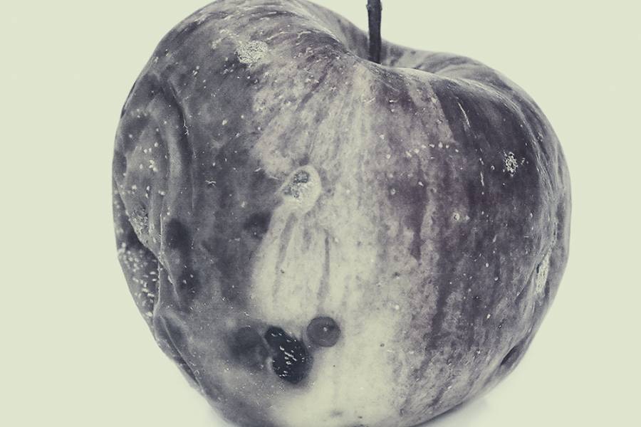 A decomposing apple on a green background